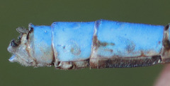 Argia agrioides