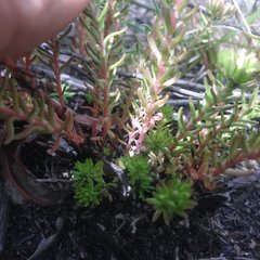 Sedum goldmanii