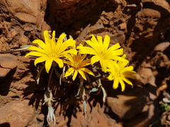 Gazania krebsiana serrulata