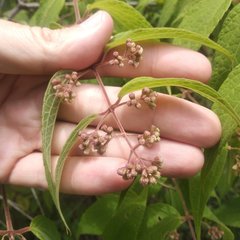 Ageratina areolaris