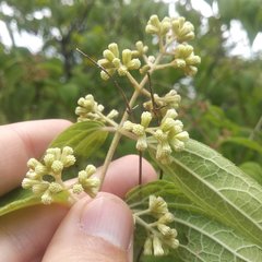 Ageratina areolaris