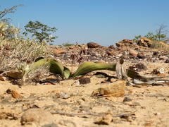 Welwitschia mirabilis image