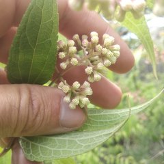 Ageratina areolaris