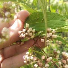 Ageratina areolaris