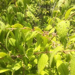 Ageratina areolaris