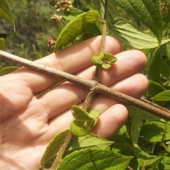 Ageratina areolaris
