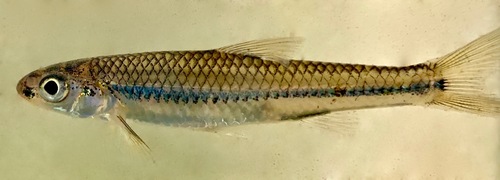 Swallowtail Shiner