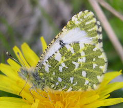 Euchloe creusa