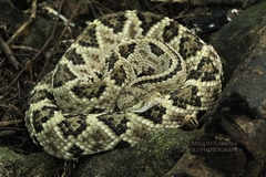 Crotalus