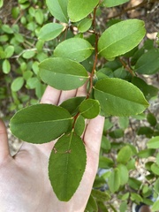 Zenobia pulverulenta