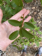 Zenobia pulverulenta