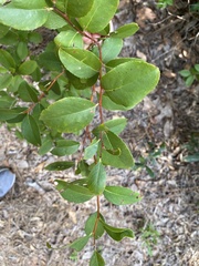 Zenobia pulverulenta