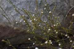 Coleonema juniperinum