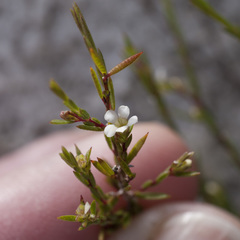 Coleonema juniperinum