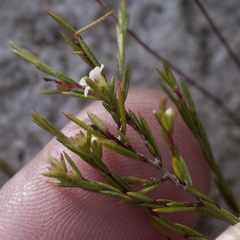Coleonema juniperinum