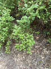 Zenobia pulverulenta