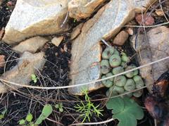 Conophytum ficiforme