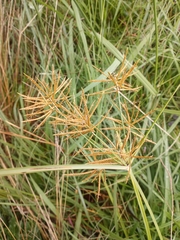 Cyperus esculentus leptostachyus