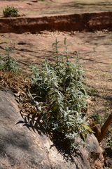 Buddleja salviifolia