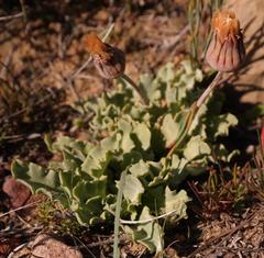 Othonna auriculifolia