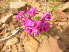 Lapeirousia pyramidalis regalis