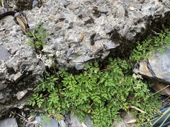 Conioselinum morrisonense