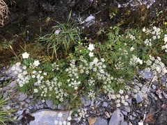 Conioselinum morrisonense