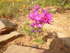 Lapeirousia pyramidalis regalis