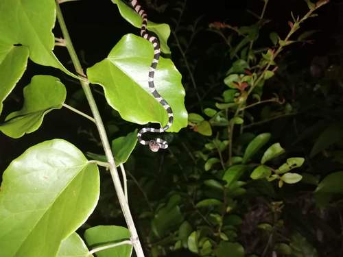 Yucatán Blunt-headed Tree Snake