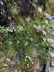 Conioselinum morrisonense
