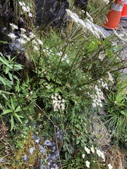 Conioselinum morrisonense