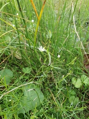 Stellaria palustris