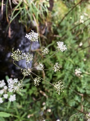 Conioselinum morrisonense