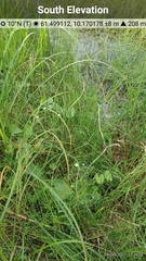 Stellaria palustris