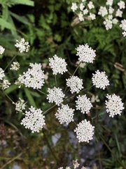 Conioselinum morrisonense