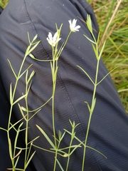 Stellaria palustris