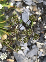 Conioselinum morrisonense