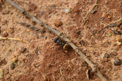 Camponotus sericeus