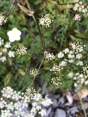 Conioselinum morrisonense