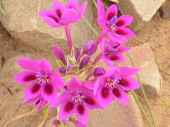 Lapeirousia pyramidalis regalis