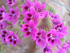 Lapeirousia pyramidalis regalis