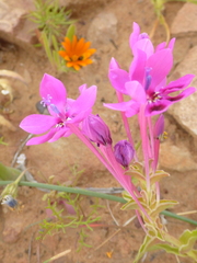 Lapeirousia pyramidalis regalis