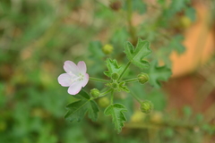 Pavonia zeylanica