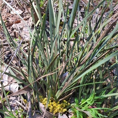 Lomandra bracteata