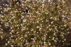 Coleonema juniperinum