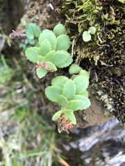Phedimus subcapitatum