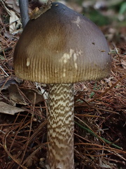 Amanita liquii