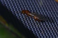 Solenopsis amblychila