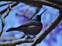 Cinnyris chalybeus subalaris