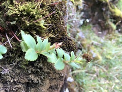 Phedimus subcapitatum